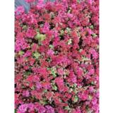 Kaukasianmaksaruoho Summer Glory