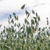 Siemenkaura Proxy 800 kg