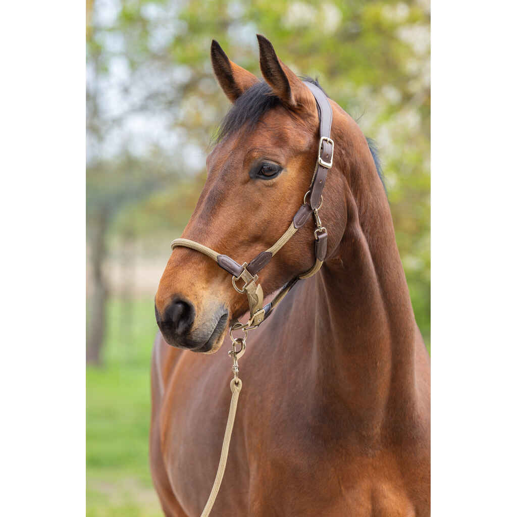 Covalliero Cordano Deluxe riimu ruskea cob