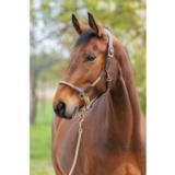 Covalliero Cordano Deluxe riimu