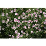 Ketoneilikka Arctic Fire