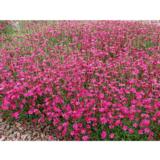 Ketoneilikka Brilliant