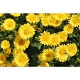 Kevätvuohenjuuri Little Leo