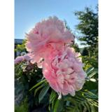 Kiinanpioni Sarah Bernhardt