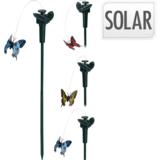 Solar-perhonen, puutarhakoriste