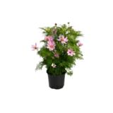 Punakosmos 12 cm ruukussa