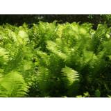 Kotkansiipisaniainen