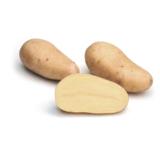 Siemenperuna Annabelle 28-40 mm