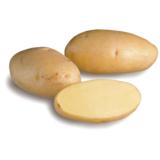 Siemenperuna Nicola 25-35 mm