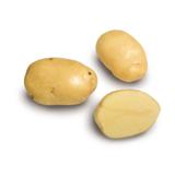 Siemenperuna Siikli 28-40 mm