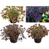 Koristeapila 11 cm ruukussa