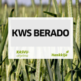 KWS Berado kemiallisesti peitattu hybridi syysruis 500 kg