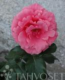 Köynnösruusu Lawinia, astiakoko 3,5L