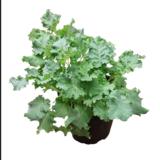 Lehtikaali 12 cm ruukussa