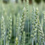 Siemenkevätvehnä Leijona kemiallisesti peitattu 800 kg