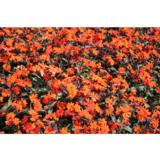 Leimurakkaus Vesuvius