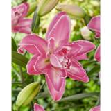 Lilja Lotus Wonder 3 kpl/pussi