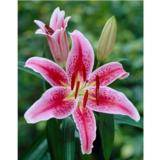 Lilja Star Gazer 3 kpl/pussi