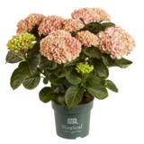 Hortensia Magical 14 cm ruukussa