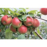 Omenapuu Amorosa hillittykasvuinen