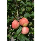 Omenapuu Jättimelba hillittykasvuinen