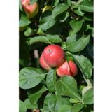 Omenapuu Sandra FinE