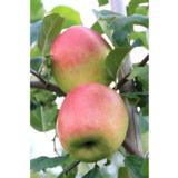 Omenapuu Solnyshko hillittykasvuinen