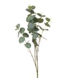 Eukalyptus oksa 82 cm