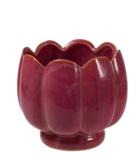 Suojaruukku tumma rosa 15x15x13,5 cm