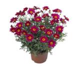 Marketta punainen 11 cm ruukussa