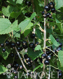 Mustaherukka Marski FinE, astiakoko 3L