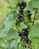 Mustaherukka Marski FinE rungollinen