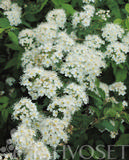 Kiiminginangervo Martti FinE, astiakoko 3L