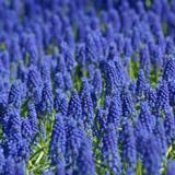 Tummahelmililja, 50 sipulia/pussi