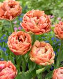 Tulppaani Copper Image, 10 kpl/pussi