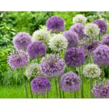 Laukkalajitelma Bubble, 20 sipulia/pussi