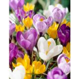 Krookuslajitelma suurikukkainen, 40 sipulia/pussi