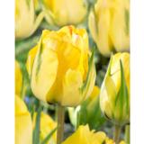 Tulppaani Akebono, 10 sipulia/pussi