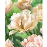 Tulppaani Silk Road, 10 sipulia/pussi