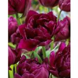 Tulppaani Showcase, 10 sipulia/pussi