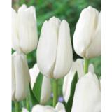 Tulppaani White Clouds (Hakuun), 10 sipulia/pussi