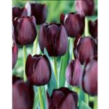 Tulppaani Queen of Night, 10 sipulia/pussi