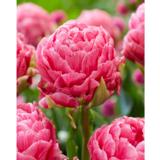 Tulppaani Strawberry Cream, 8 sipulia/pussi