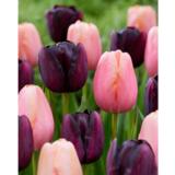 Tulppaanilajitelma Night's Blush, 10 sipulia/pussi