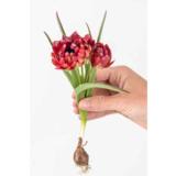 Tulppaani Samantha, 10 sipulia/pussi