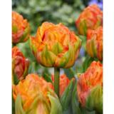 Tulppaani Lorenzo, 10 sipulia/pussi