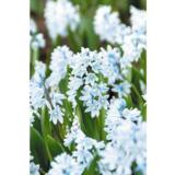 Posliinihyasintti, 40 sipulia/pussi