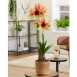 Amaryllis Wild Amazone
