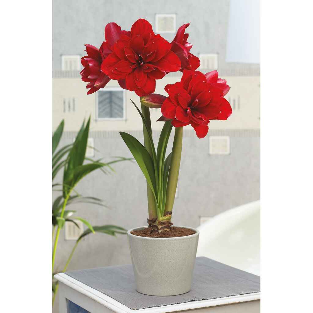 Amaryllis tummanpunainen Double Drag