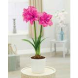 Amaryllis kerrottu Candy Nymph